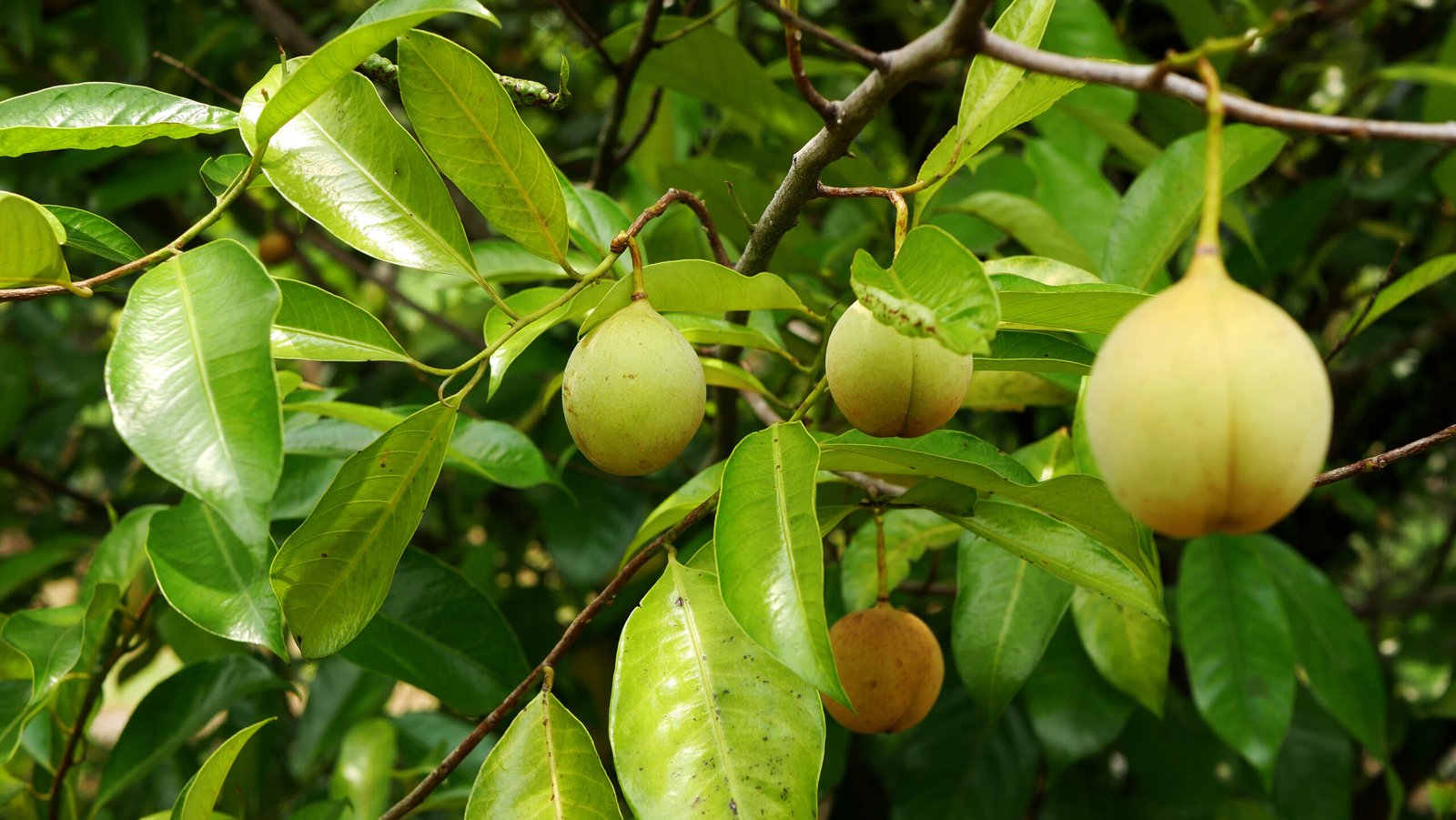 vecteezy_several-yellowish-nutmeg-fruits-hanging-on-the-branch_52541861 vecteezy_several-yellowish-nutmeg-fruits-hanging-on-the-branch_52541861