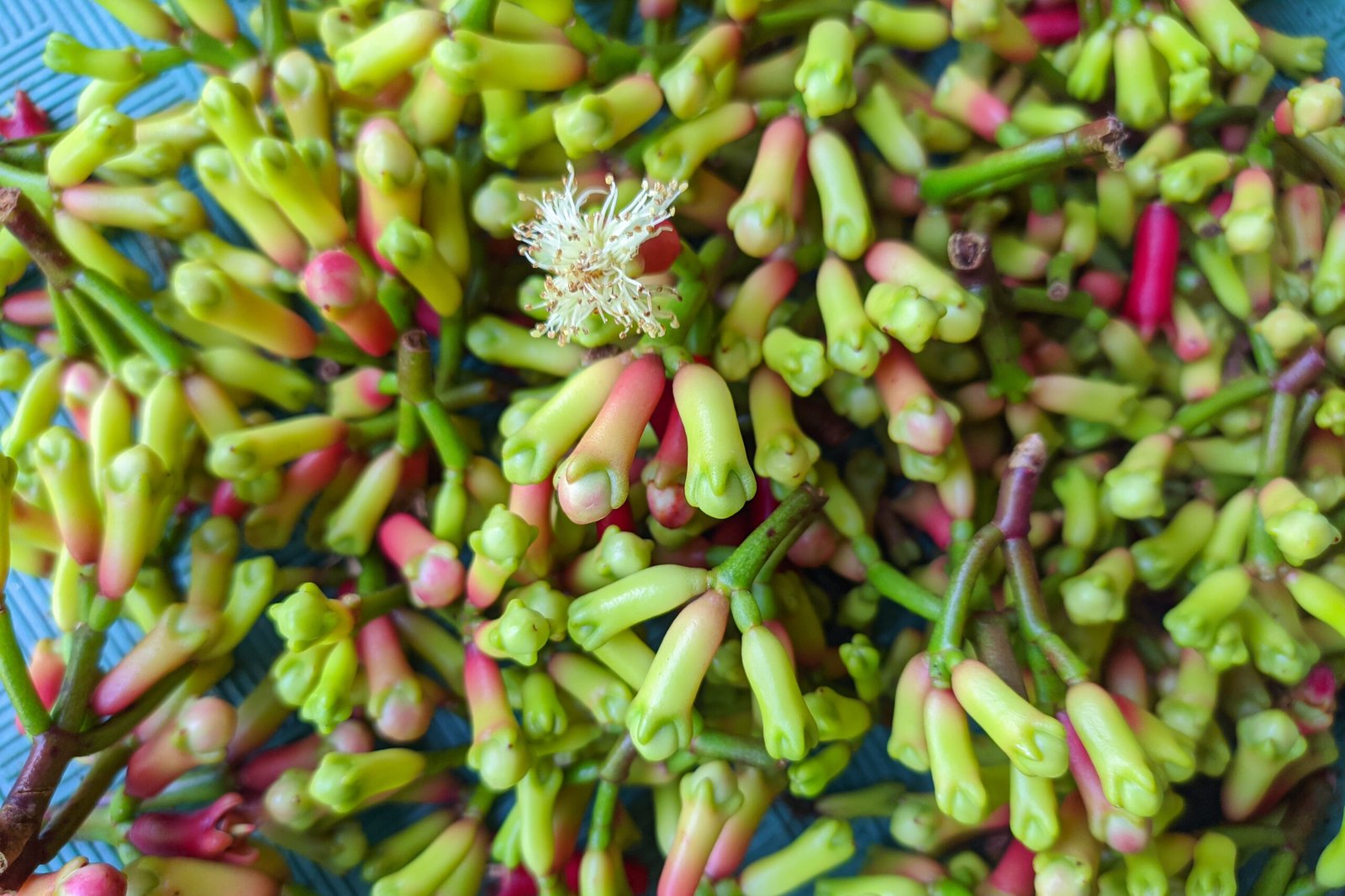 vecteezy_top-view-of-some-fresh-cloves_13256897 vecteezy_top-view-of-some-fresh-cloves_13256897